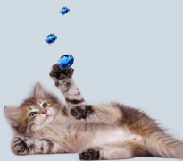 Порода кошек голубой топаз